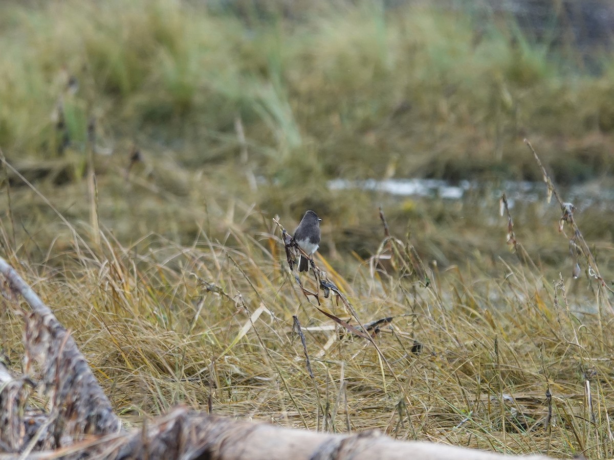 Чёрный фиби - ML625777636