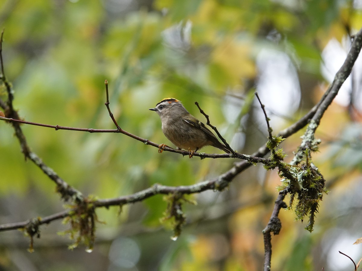 Golden-crowned Kinglet - ML625777657