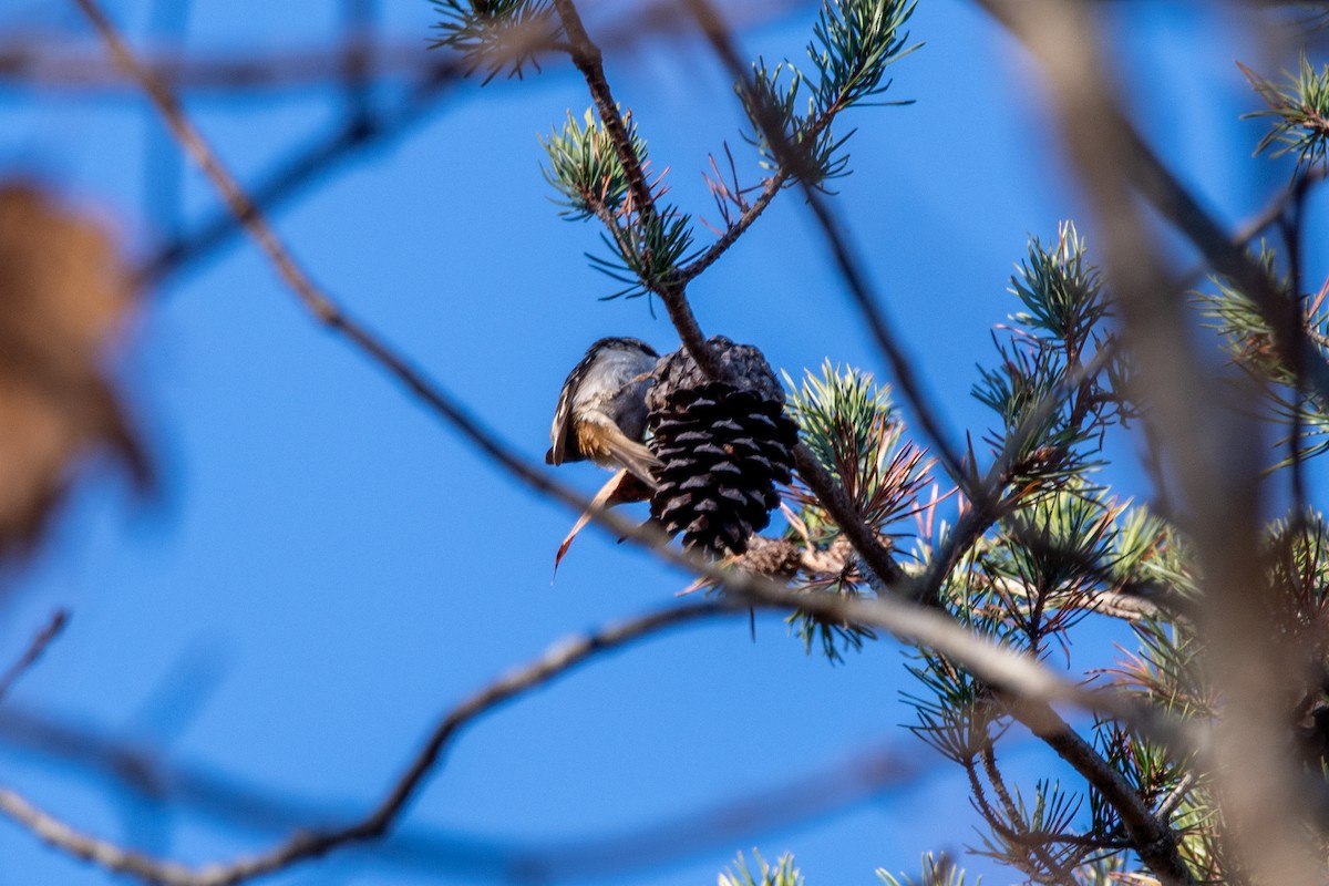 Brown Creeper - ML625777678