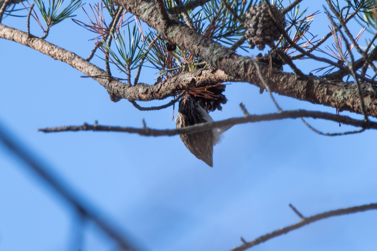 Brown Creeper - ML625777679