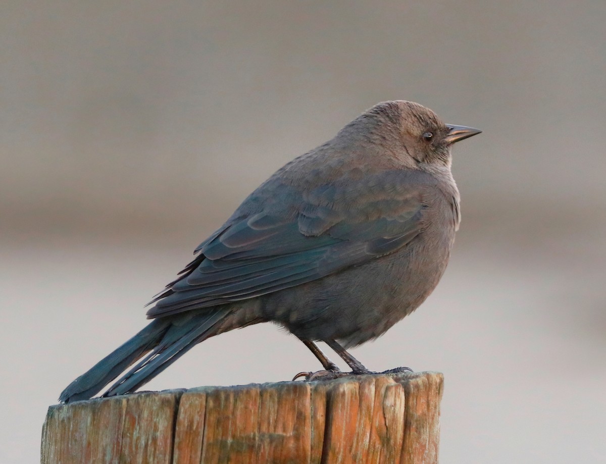 Brewer's Blackbird - ML625777696