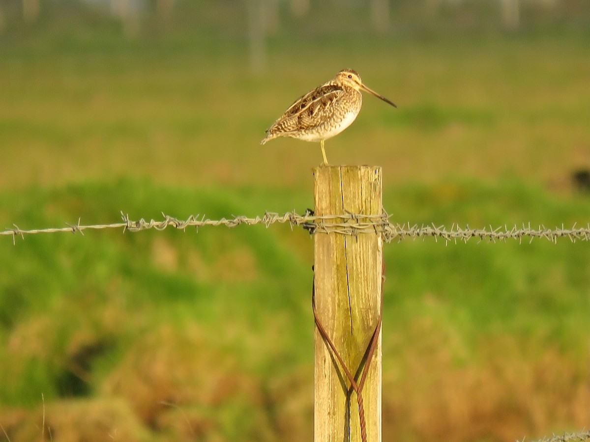 Common Snipe - ML62577781