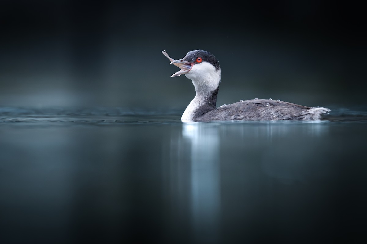 Horned Grebe - ML625777986