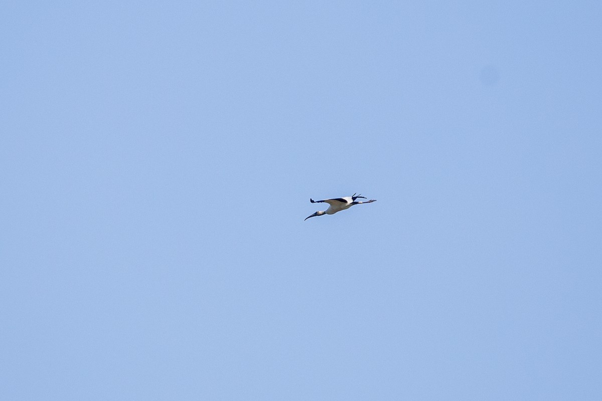 Wood Stork - ML625778180