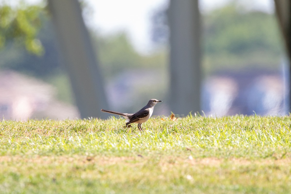Northern Mockingbird - ML625778187