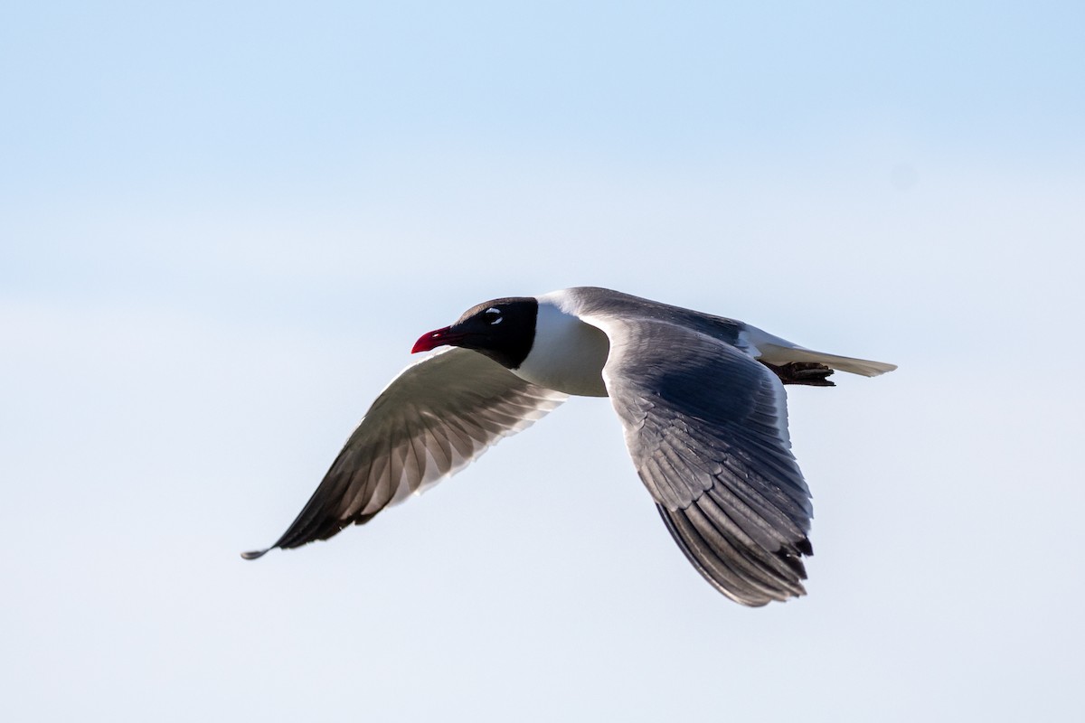 Laughing Gull - ML625778195