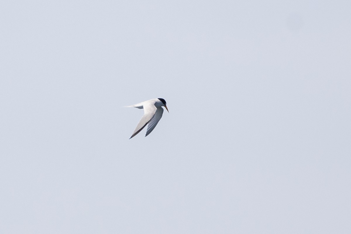 Least Tern - ML625778208