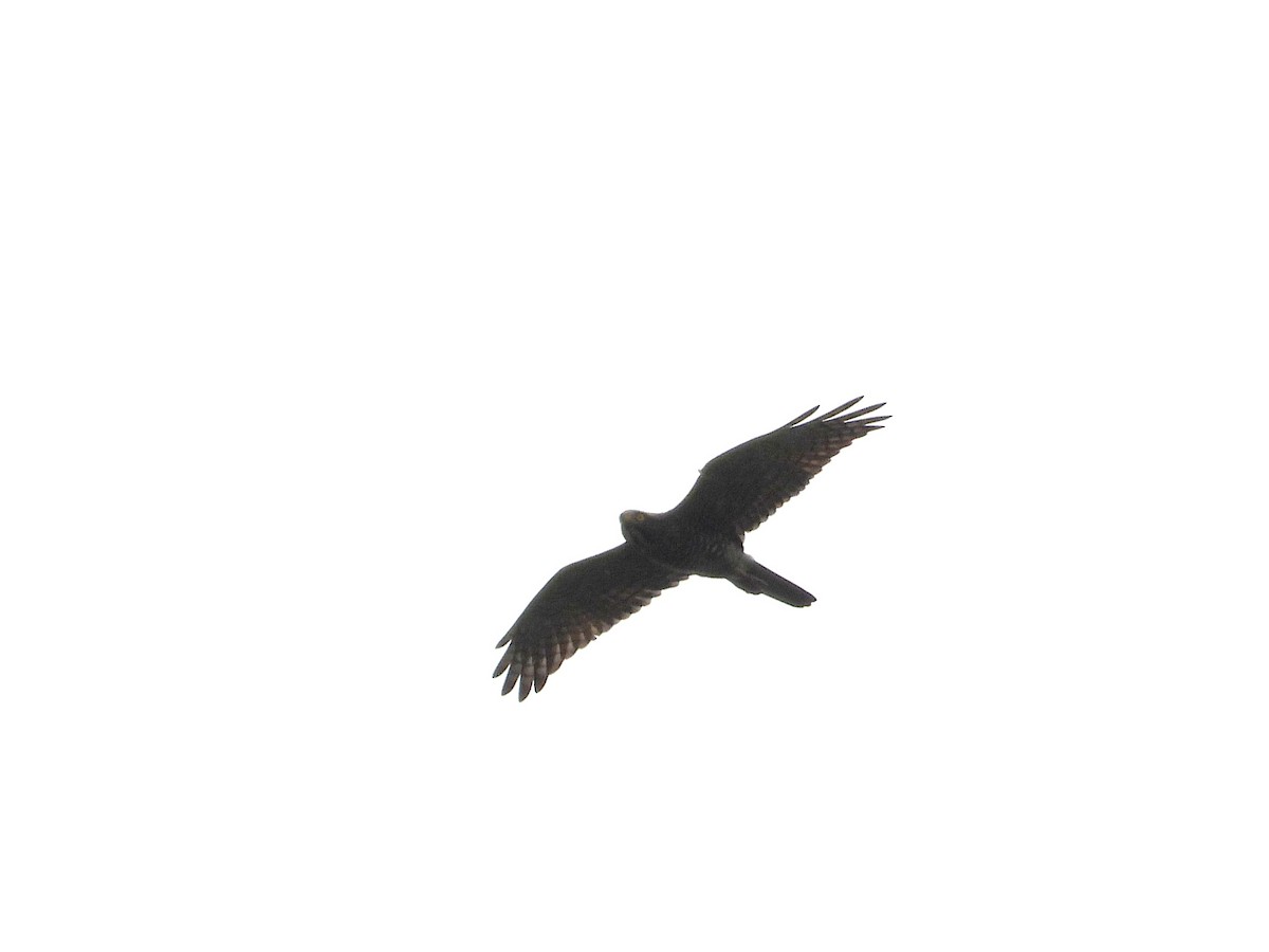 Gray-faced Buzzard - ML625778209