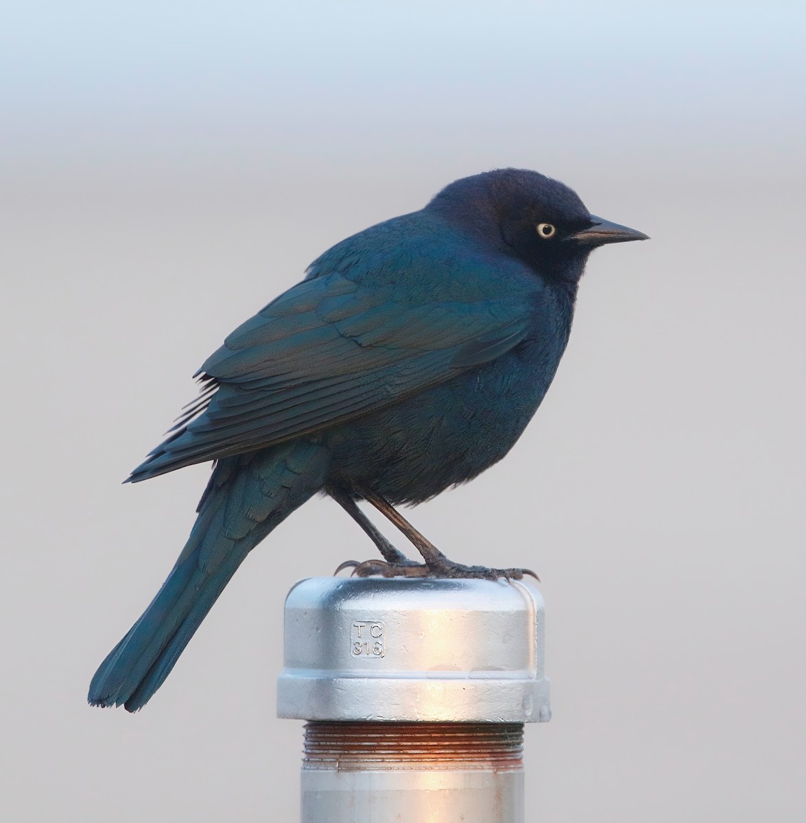 Brewer's Blackbird - ML625778282