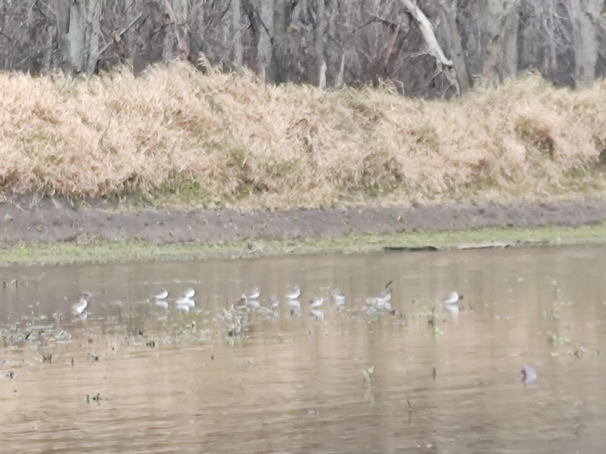 Dunlin - ML625778516