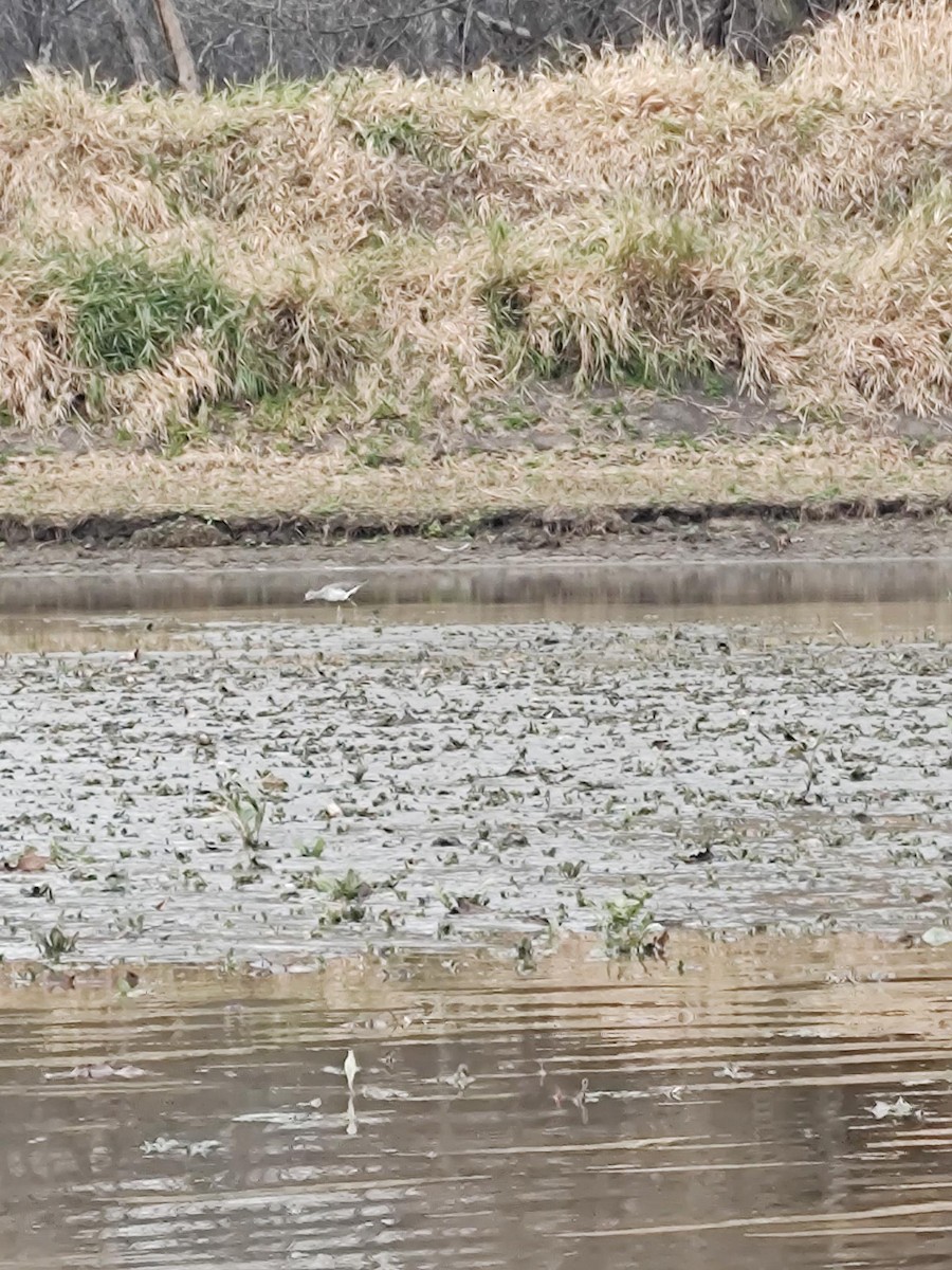 Greater Yellowlegs - ML625778522