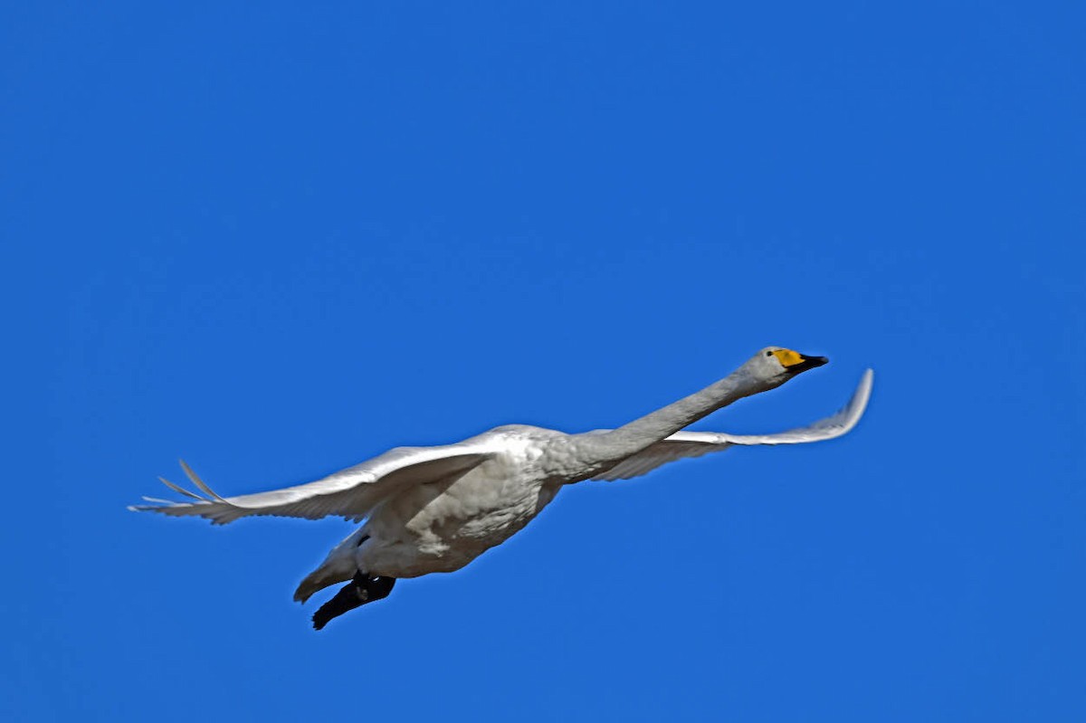 Whooper Swan - ML625778592