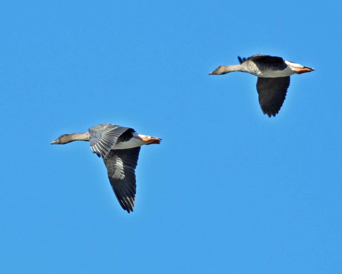 Tundra Bean-Goose - ML625778618