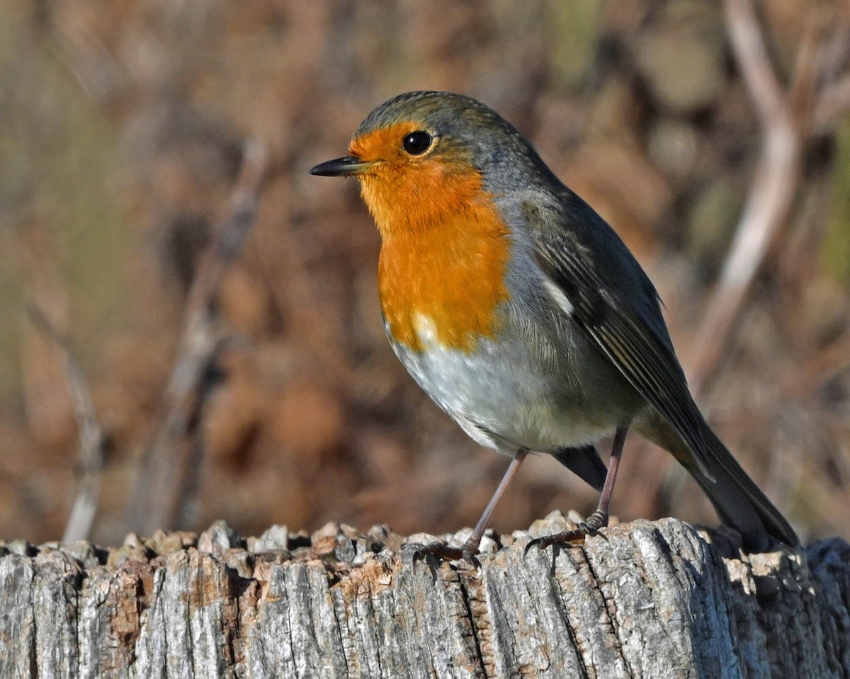 European Robin - ML625778694