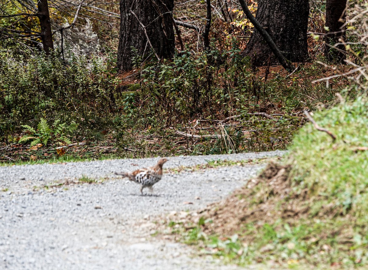 Ruffed Grouse - ML625778830