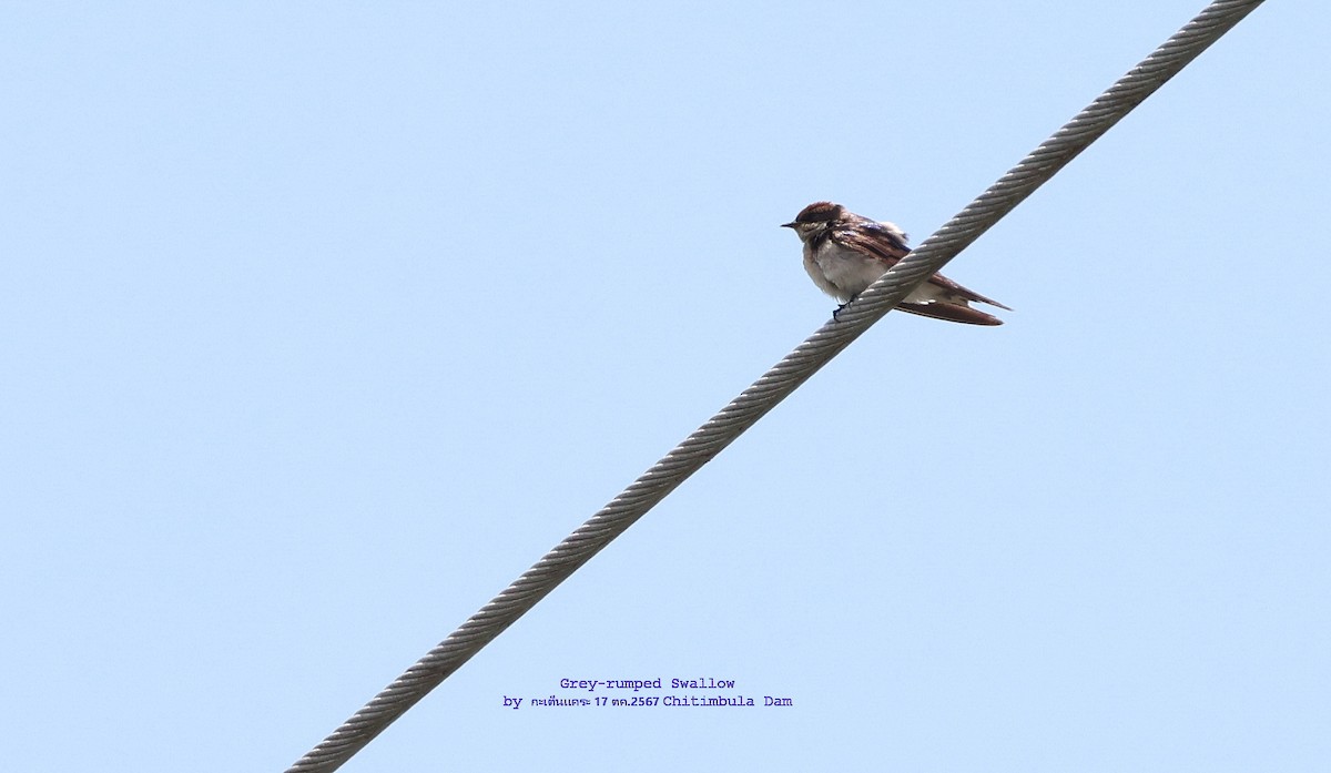 Gray-rumped Swallow - ML625778836