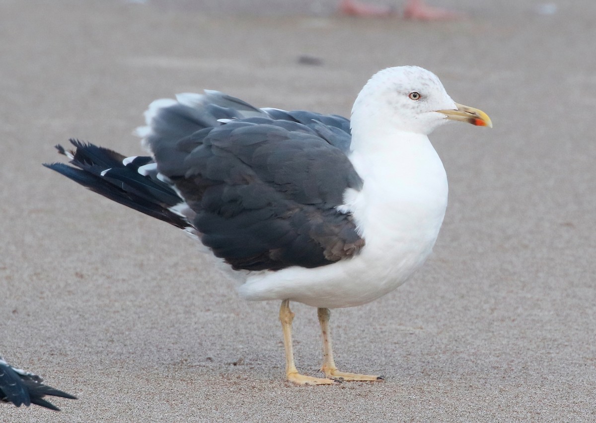 Lesser Black-backed Gull - ML625778851