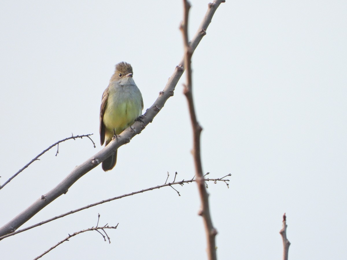 Large Elaenia - ML625779004