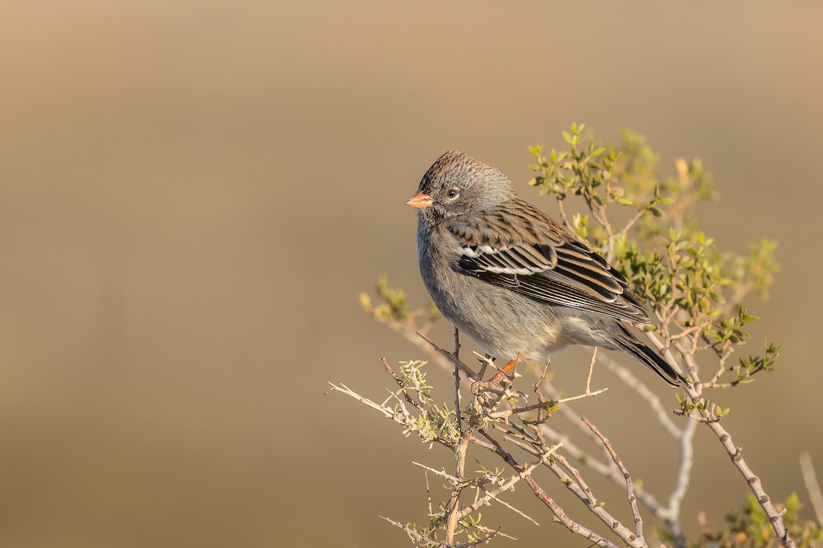 Mourning Sierra Finch - ML625779123