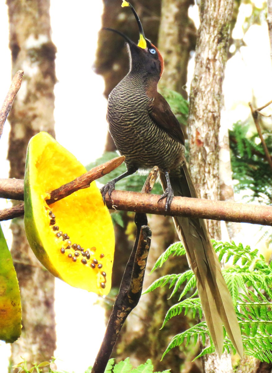 Brown Sicklebill - ML625779229