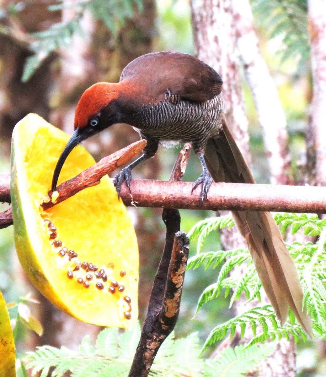 Brown Sicklebill - ML625779231