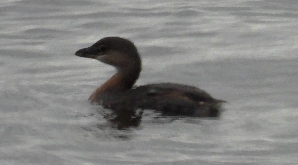 Pied-billed Grebe - ML625779317