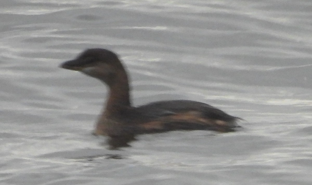 Pied-billed Grebe - ML625779318