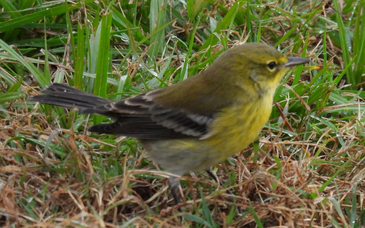 Pine Warbler - ML625779384