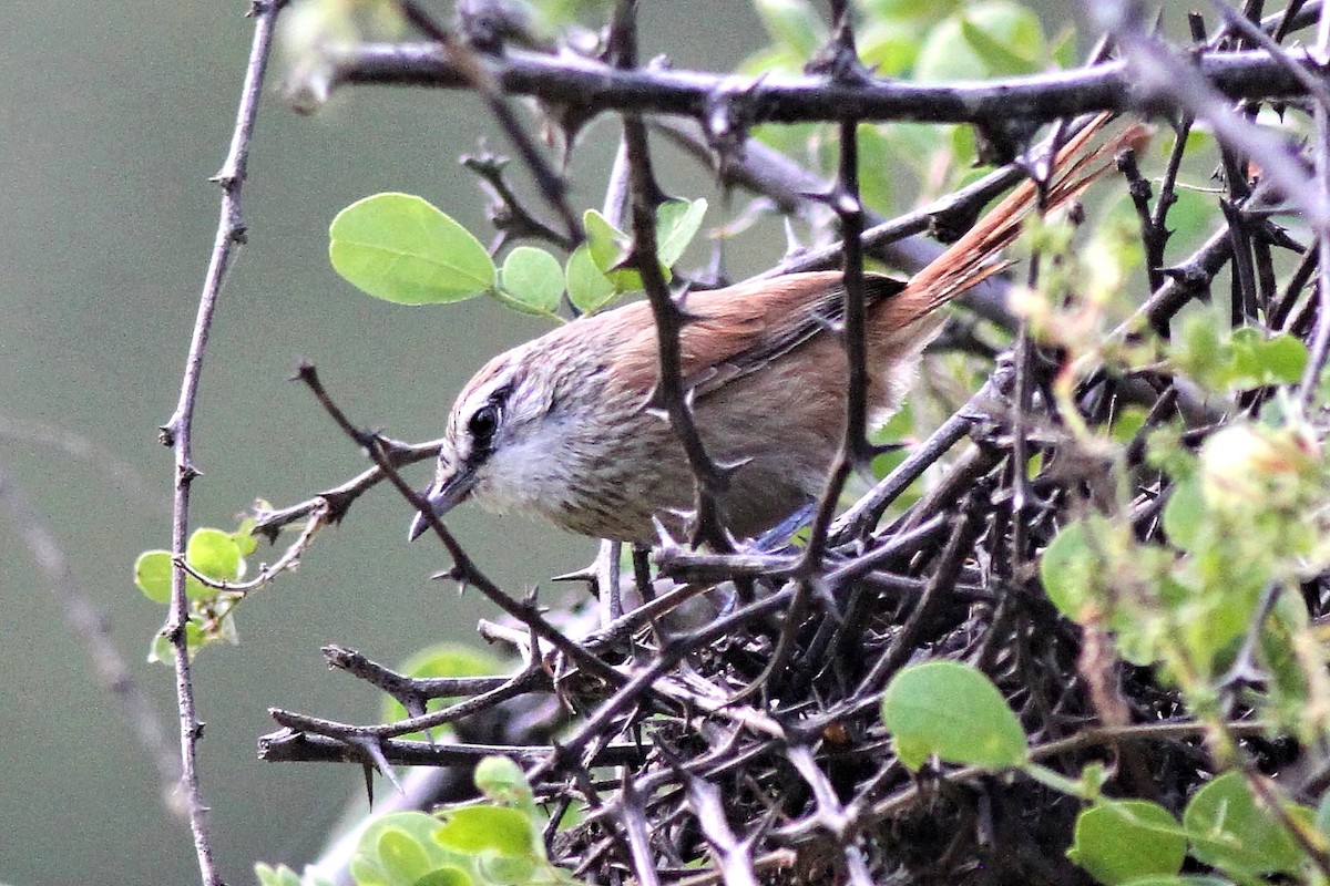 Necklaced Spinetail - ML625779516