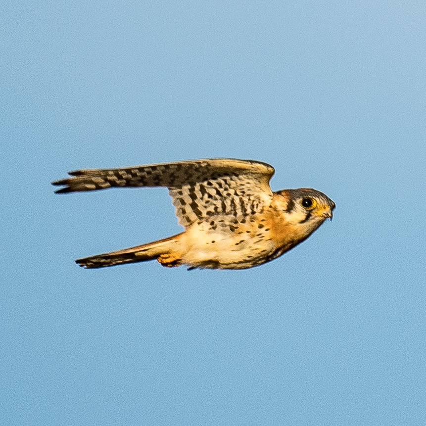 American Kestrel - ML625779567