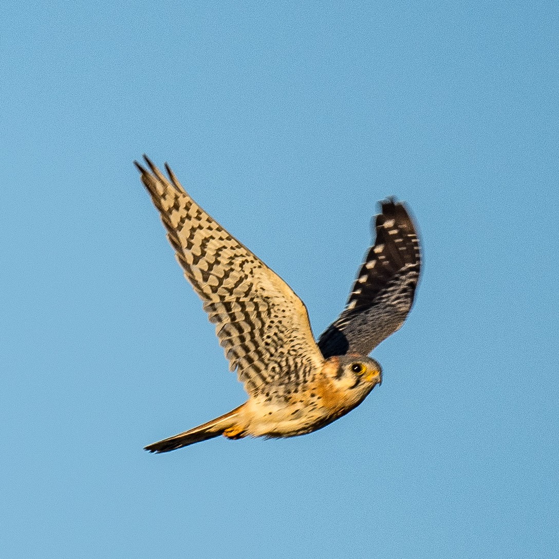 American Kestrel - ML625779568