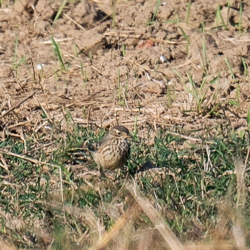 American Pipit - ML625779591