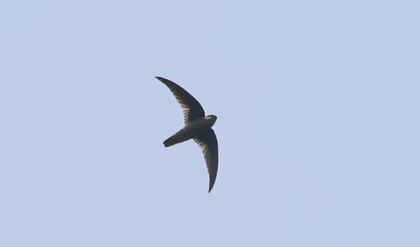 Himalayan Swiftlet - ML625779669