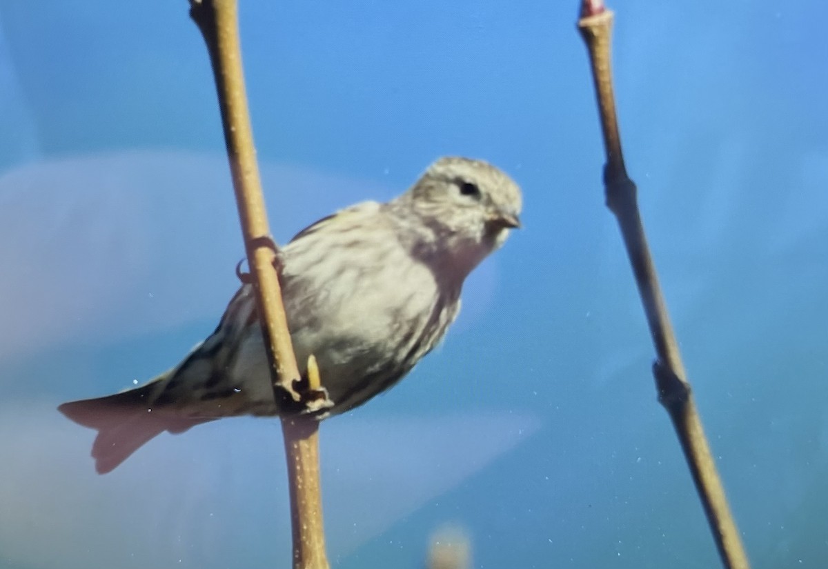 Pine Siskin - ML625779924