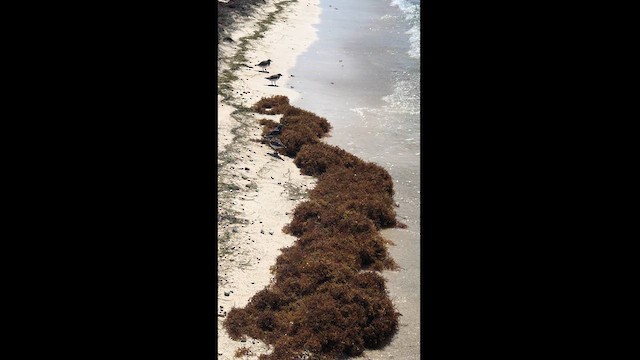 Ruddy Turnstone - ML625779939