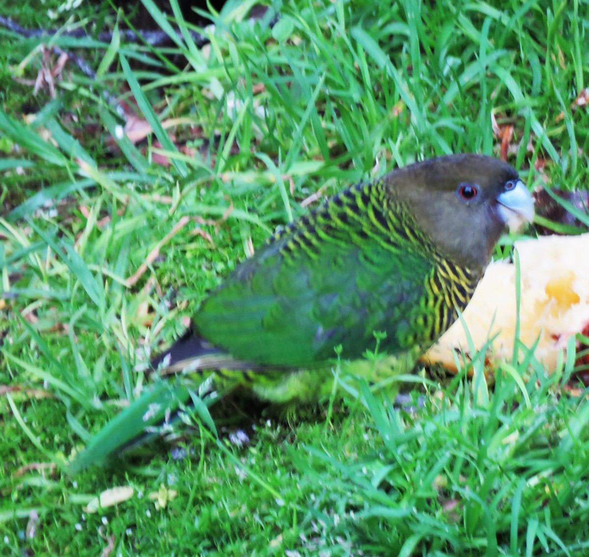 Brehm's Tiger-Parrot - ML625780008