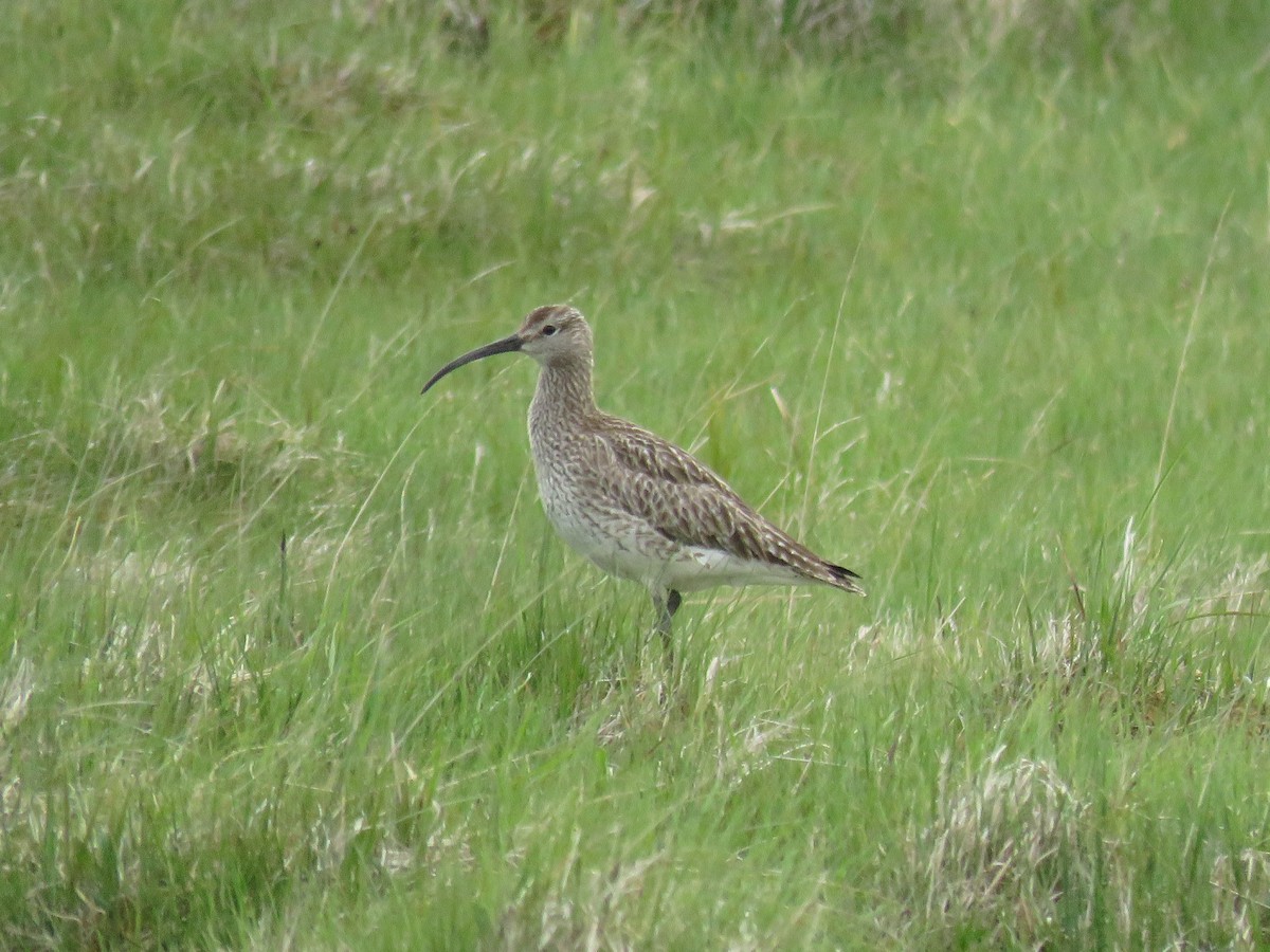 Sürmeli Kervançulluğu (phaeopus) - ML62578001