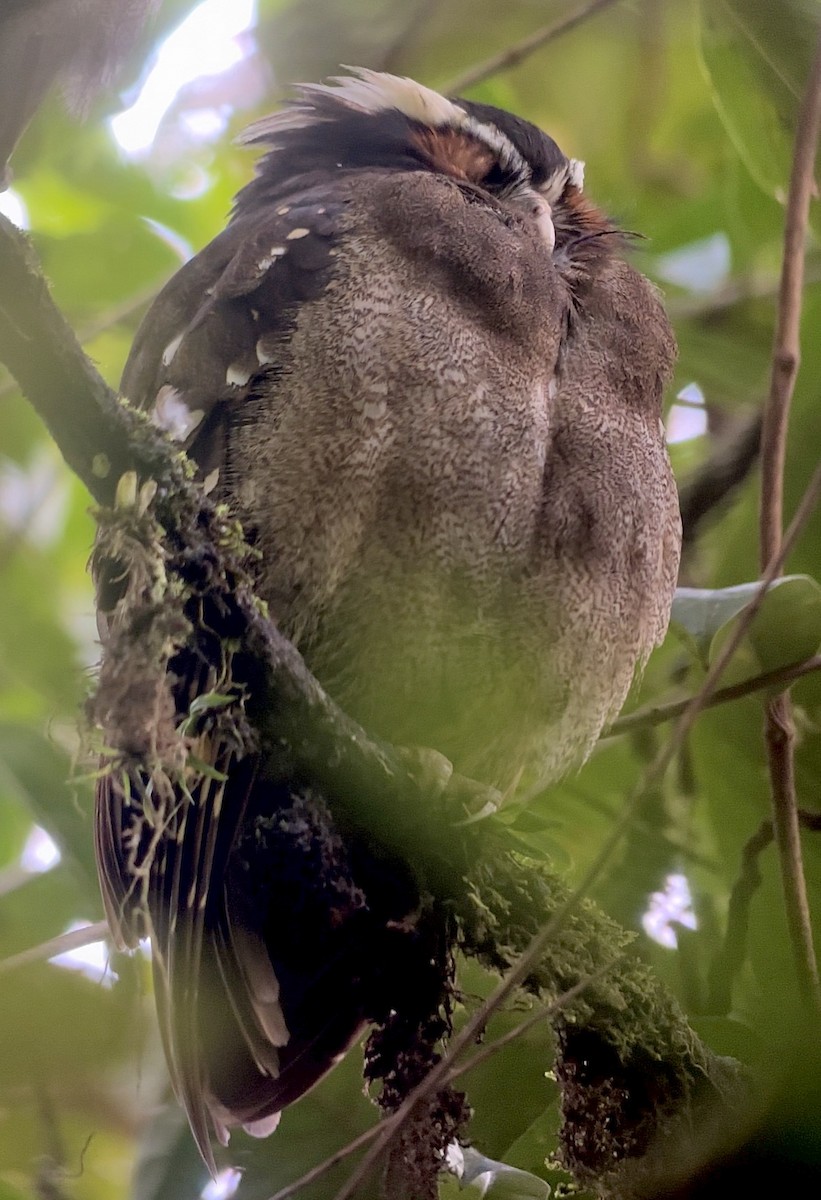 Crested Owl - ML625780041