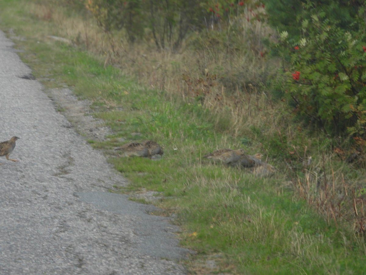 Gray Partridge - ML625780150