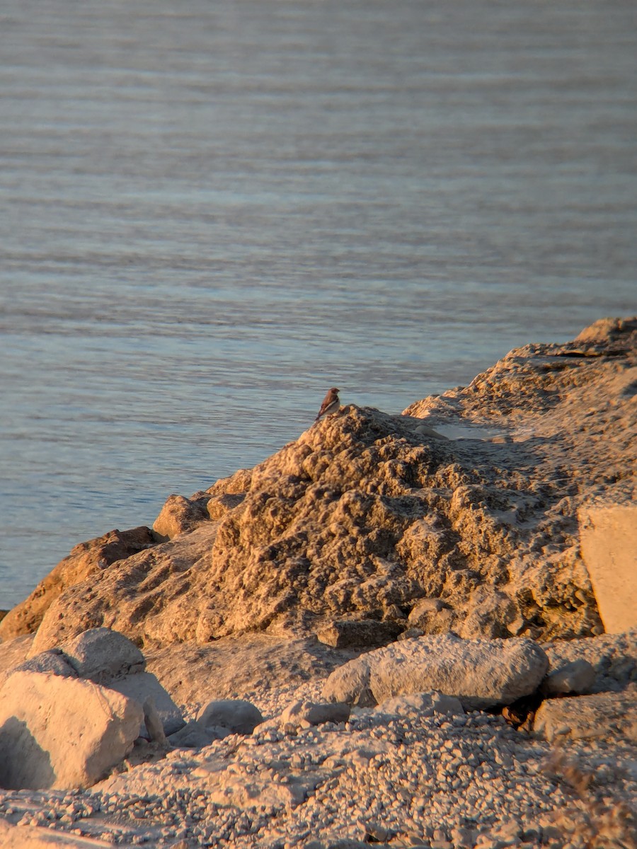 Snow Bunting - ML625780211