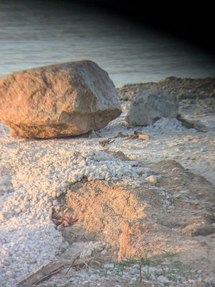 Snow Bunting - ML625780212