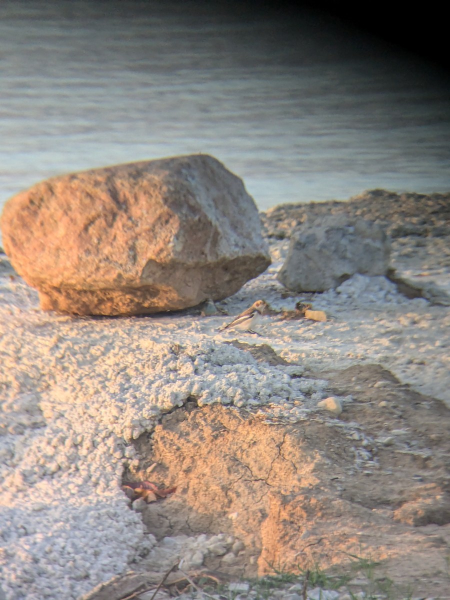 Snow Bunting - ML625780213