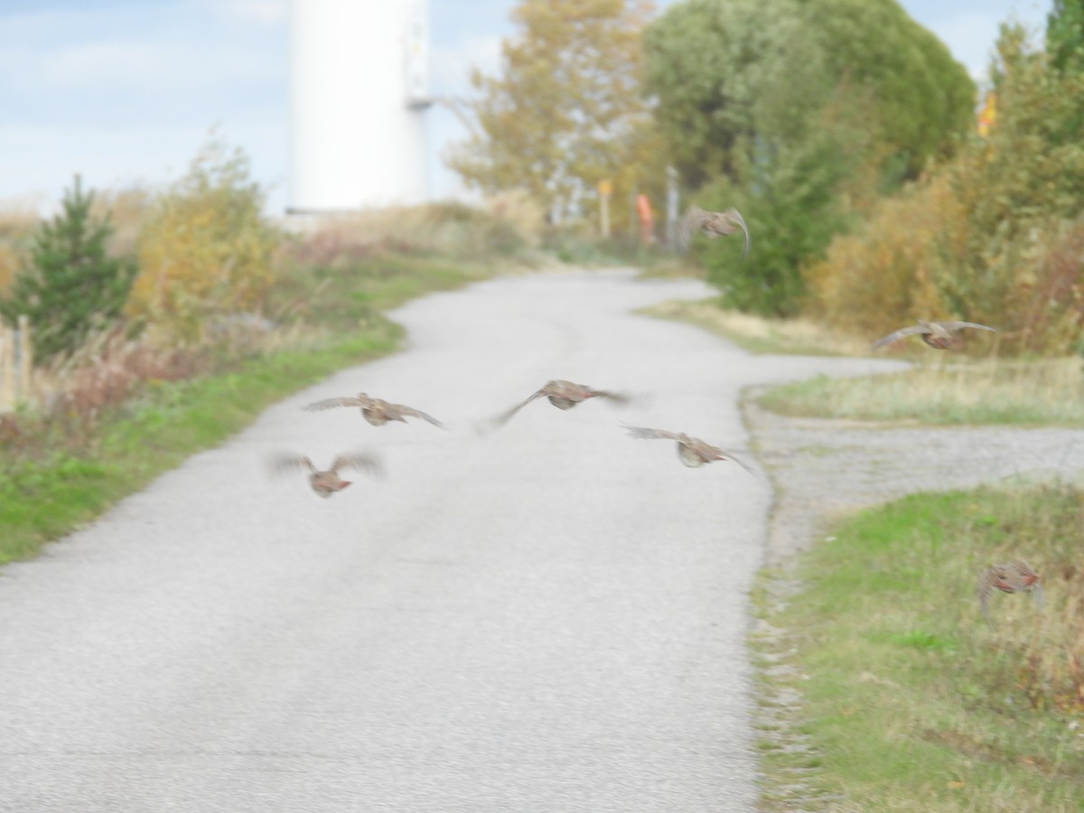 Gray Partridge - ML625780239