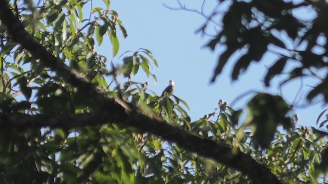 White-headed Bulbul - ML625780314