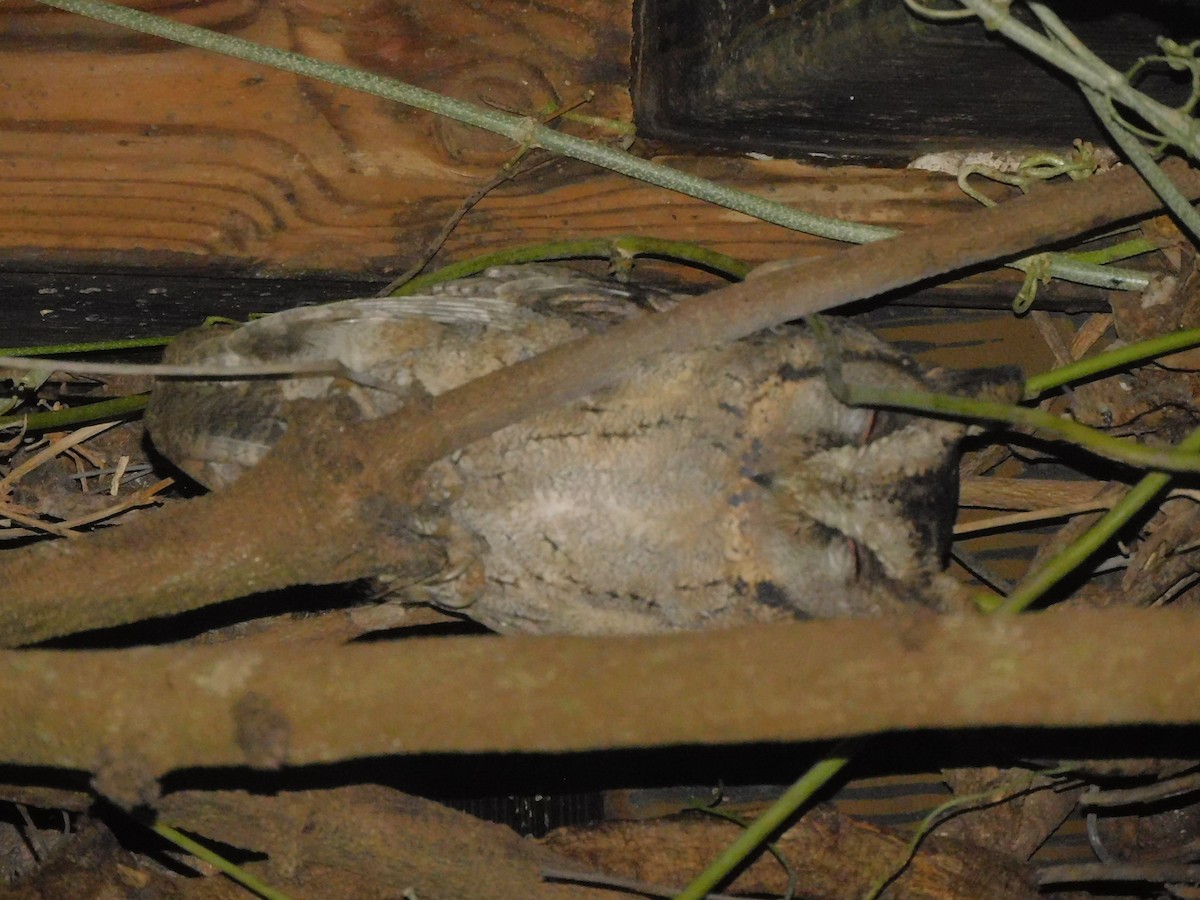 Collared Scops-Owl - ML625780417