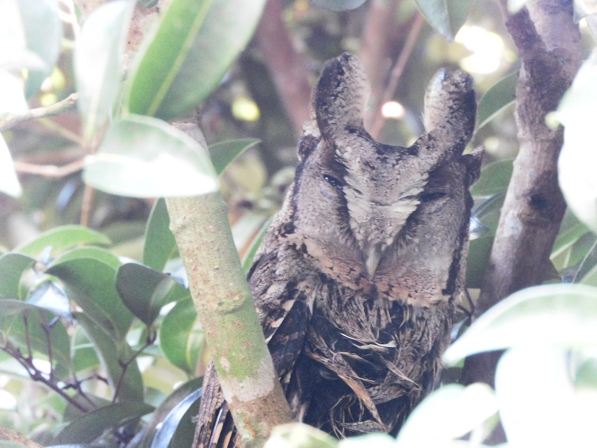 Collared Scops-Owl - ML625780475