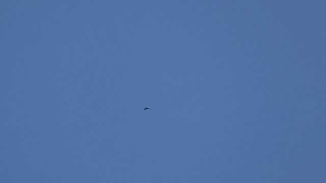 Cook's Swift - ML625780501