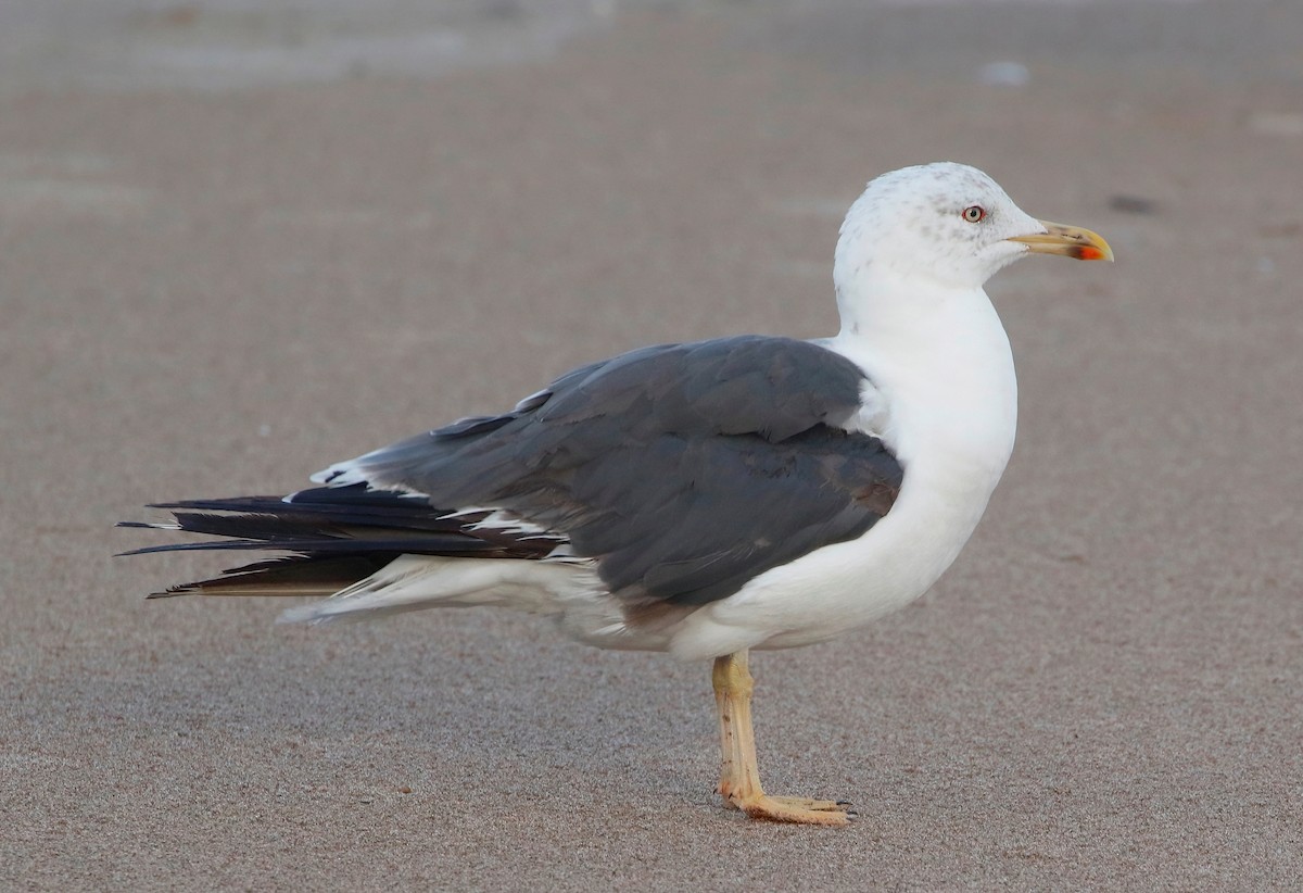 Lesser Black-backed Gull - ML625780503