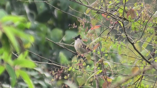 Sooty-headed Bulbul - ML625780549