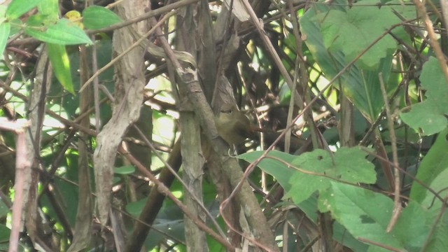 Slaty-blue Flycatcher - ML625780681